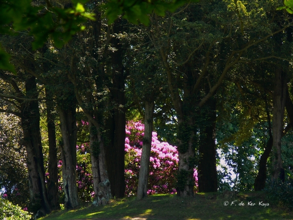 Bois des Moutiers (336) Mai 2012